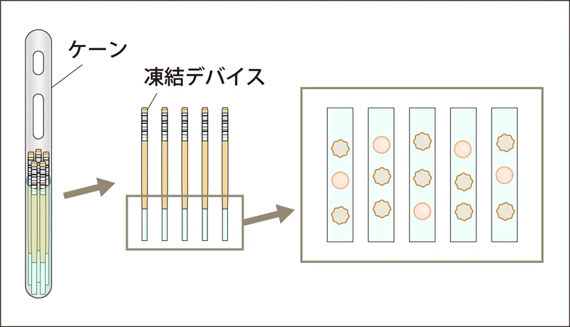 効率的卵子凍結